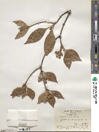 Enkianthus quinqueflorus image