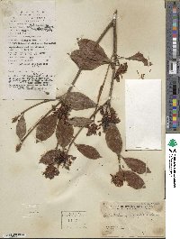 Enkianthus quinqueflorus image