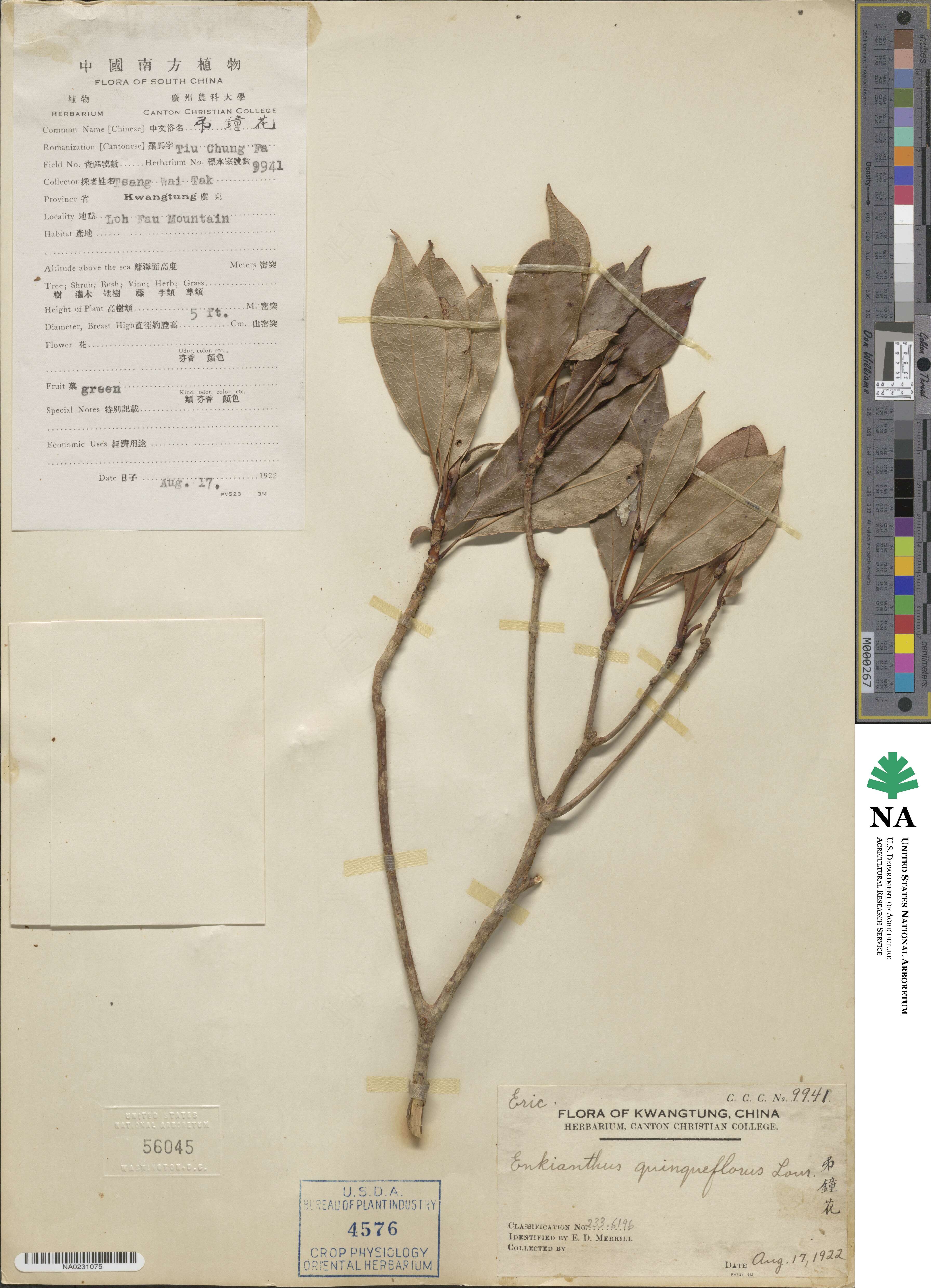 Enkianthus image