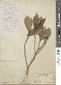 Enkianthus quinqueflorus image