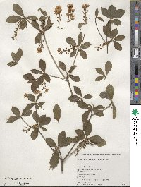 Image of Enkianthus sikokianus