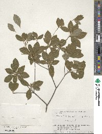 Enkianthus subsessilis image