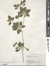 Enkianthus subsessilis image