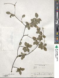 Enkianthus subsessilis image