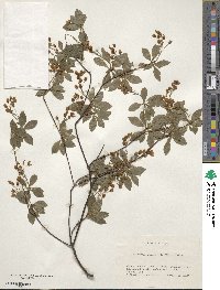 Enkianthus subsessilis image