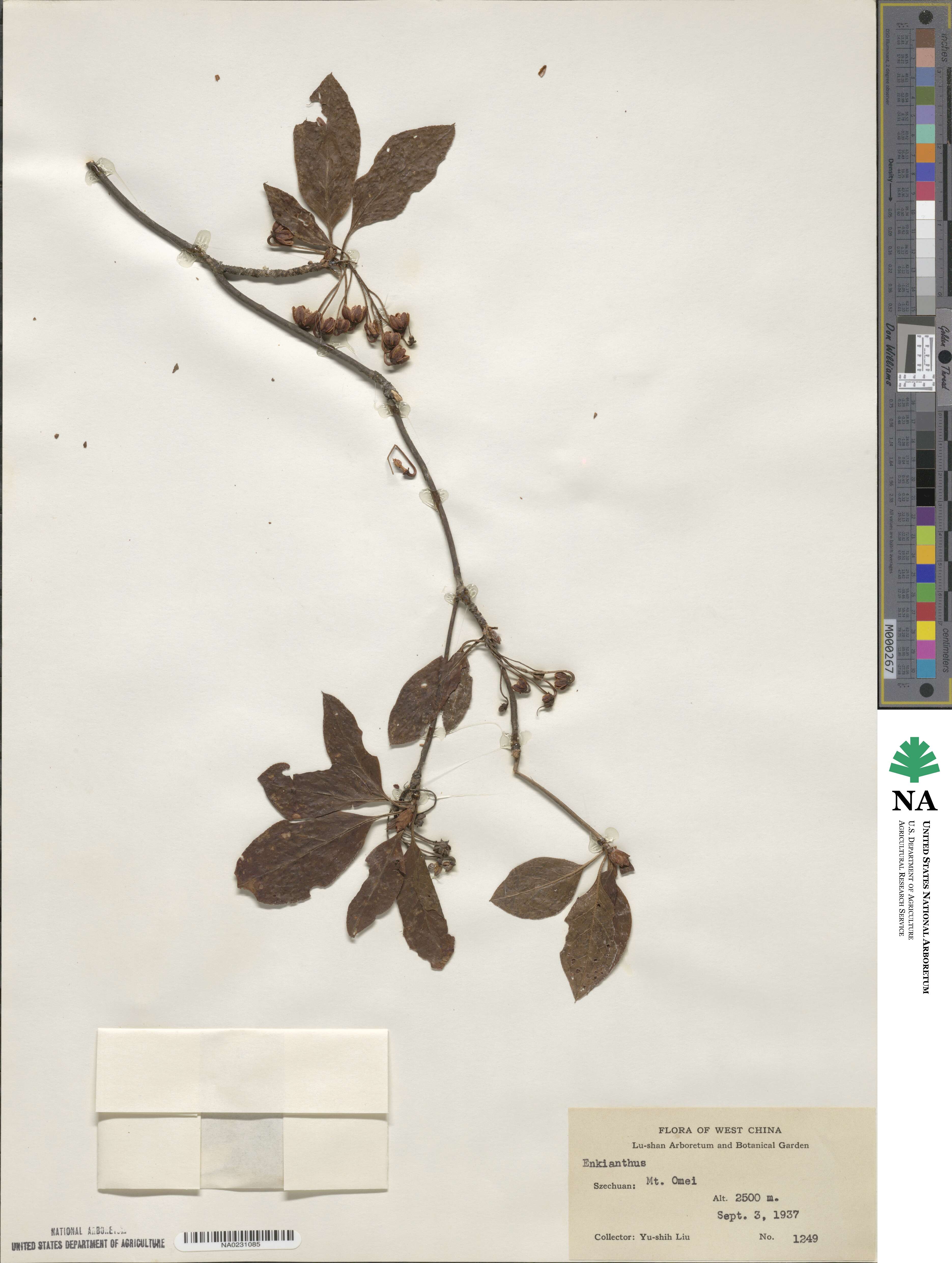 Enkianthus cernuus image