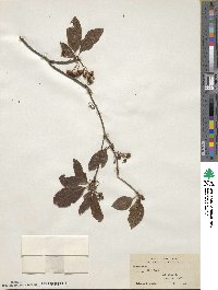 Enkianthus cernuus f. rubens image