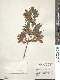 Enkianthus campanulatus image