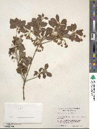 Enkianthus campanulatus image