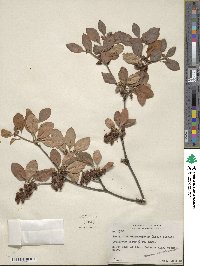 Enkianthus campanulatus image