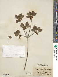 Enkianthus campanulatus image