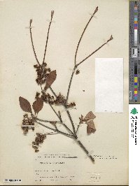 Enkianthus campanulatus image