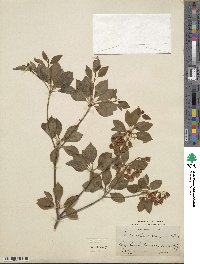 Enkianthus campanulatus image