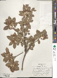 Enkianthus campanulatus image