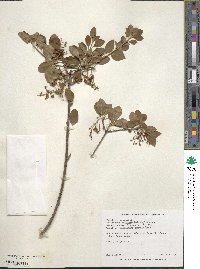 Enkianthus campanulatus image