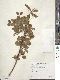 Enkianthus campanulatus image