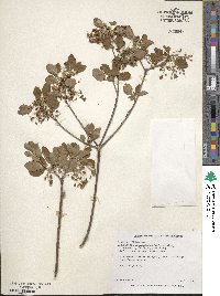 Enkianthus campanulatus image