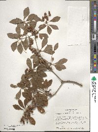 Enkianthus campanulatus image