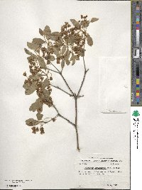 Enkianthus campanulatus image