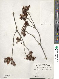 Enkianthus campanulatus image