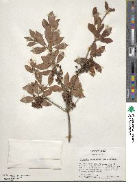 Enkianthus campanulatus image