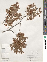 Enkianthus campanulatus image