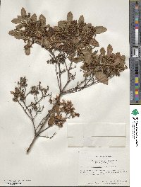 Enkianthus campanulatus image