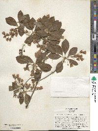 Enkianthus campanulatus image