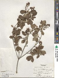 Enkianthus campanulatus image