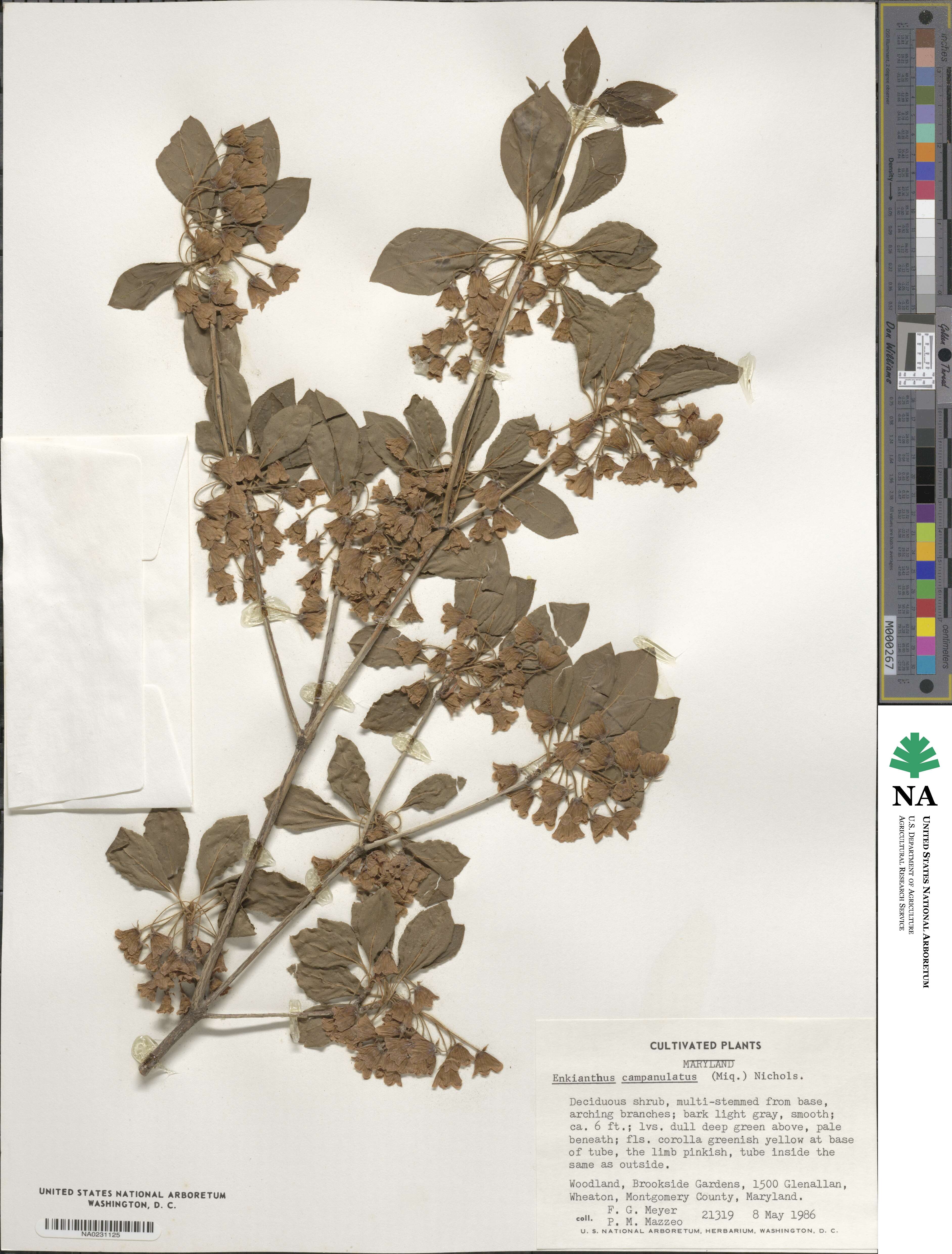 Enkianthus campanulatus image