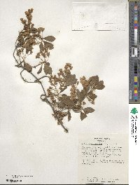 Enkianthus campanulatus image