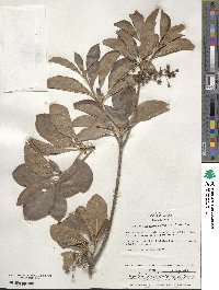 Enkianthus campanulatus image