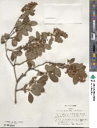 Enkianthus campanulatus image