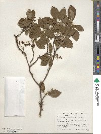 Enkianthus campanulatus image