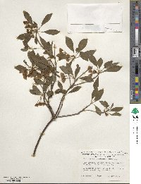 Enkianthus campanulatus image