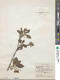 Enkianthus campanulatus image