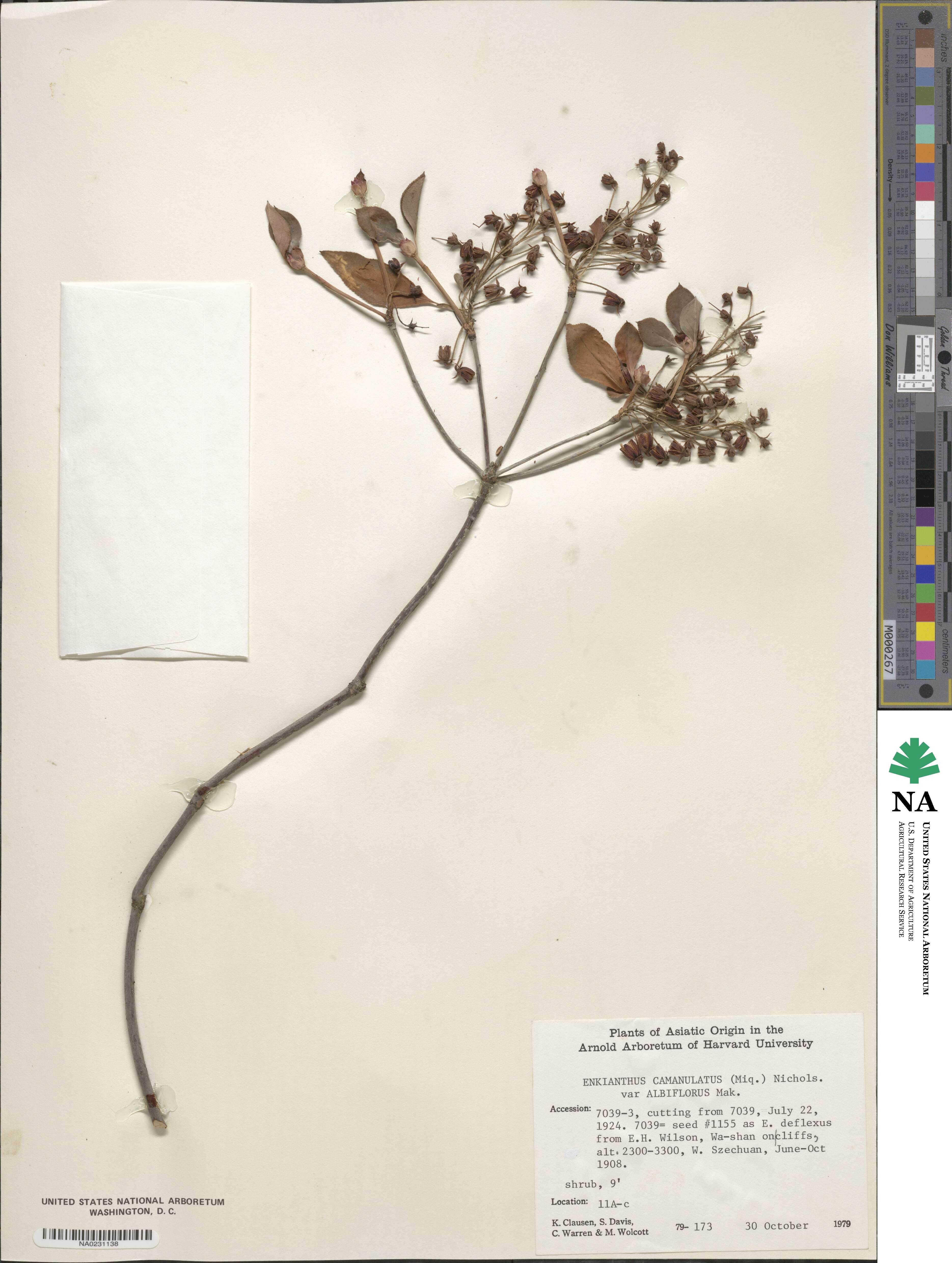 Enkianthus campanulatus image