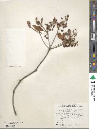 Enkianthus campanulatus image