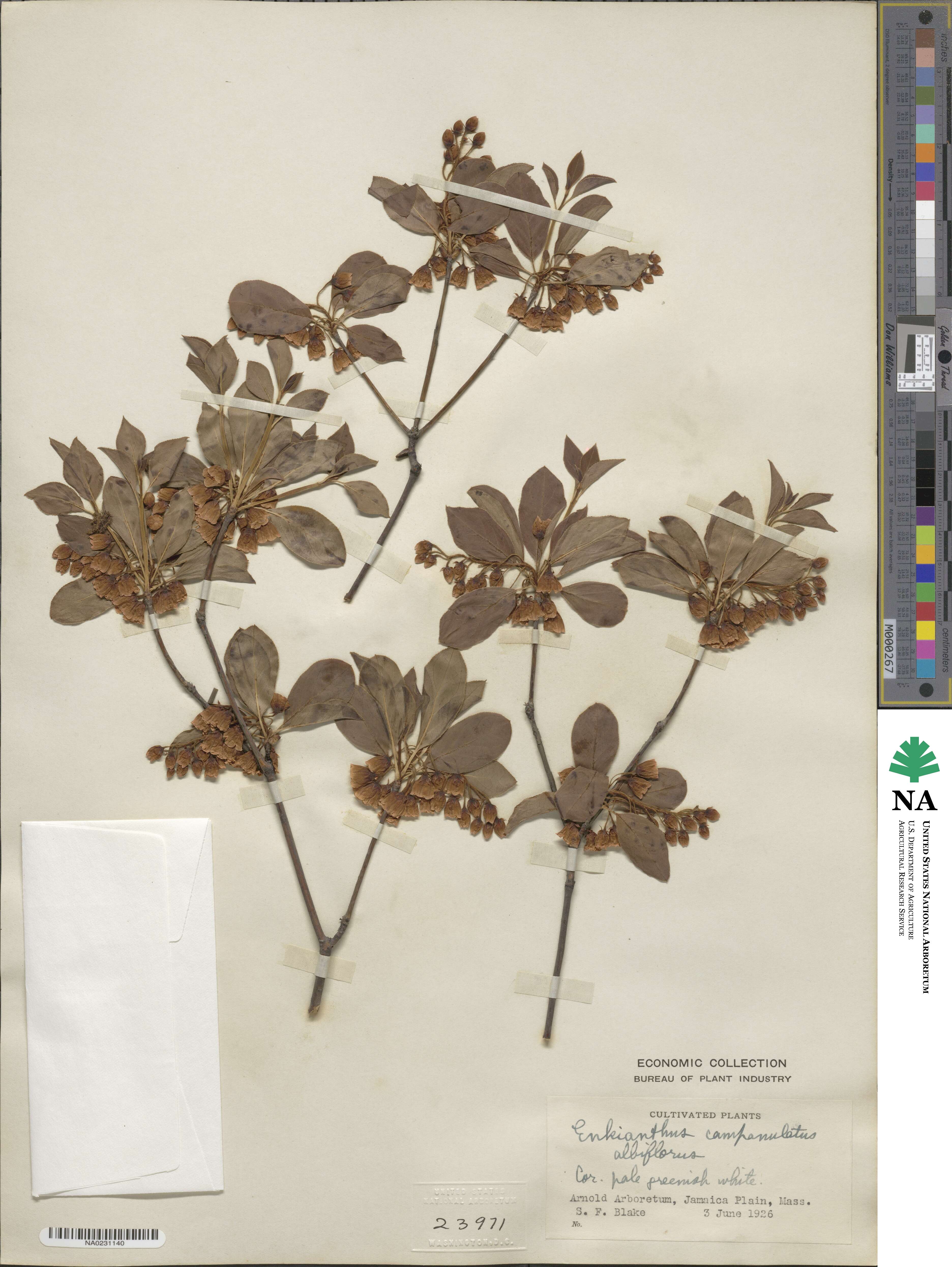 Enkianthus image