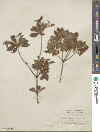 Enkianthus campanulatus image