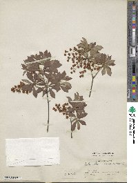 Enkianthus cernuus f. rubens image