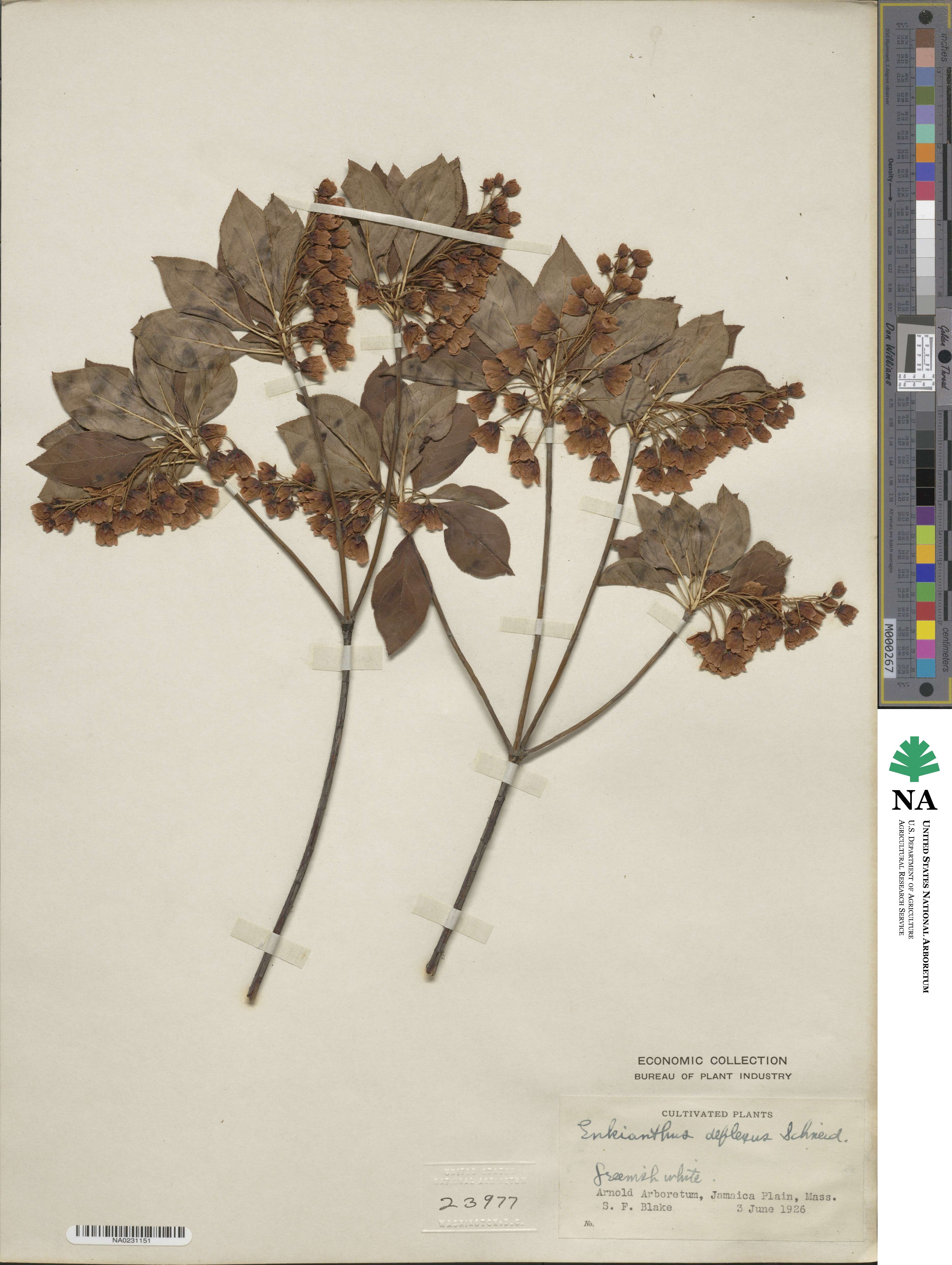 Enkianthus deflexus image