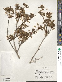 Enkianthus perulatus image