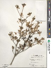 Enkianthus perulatus image