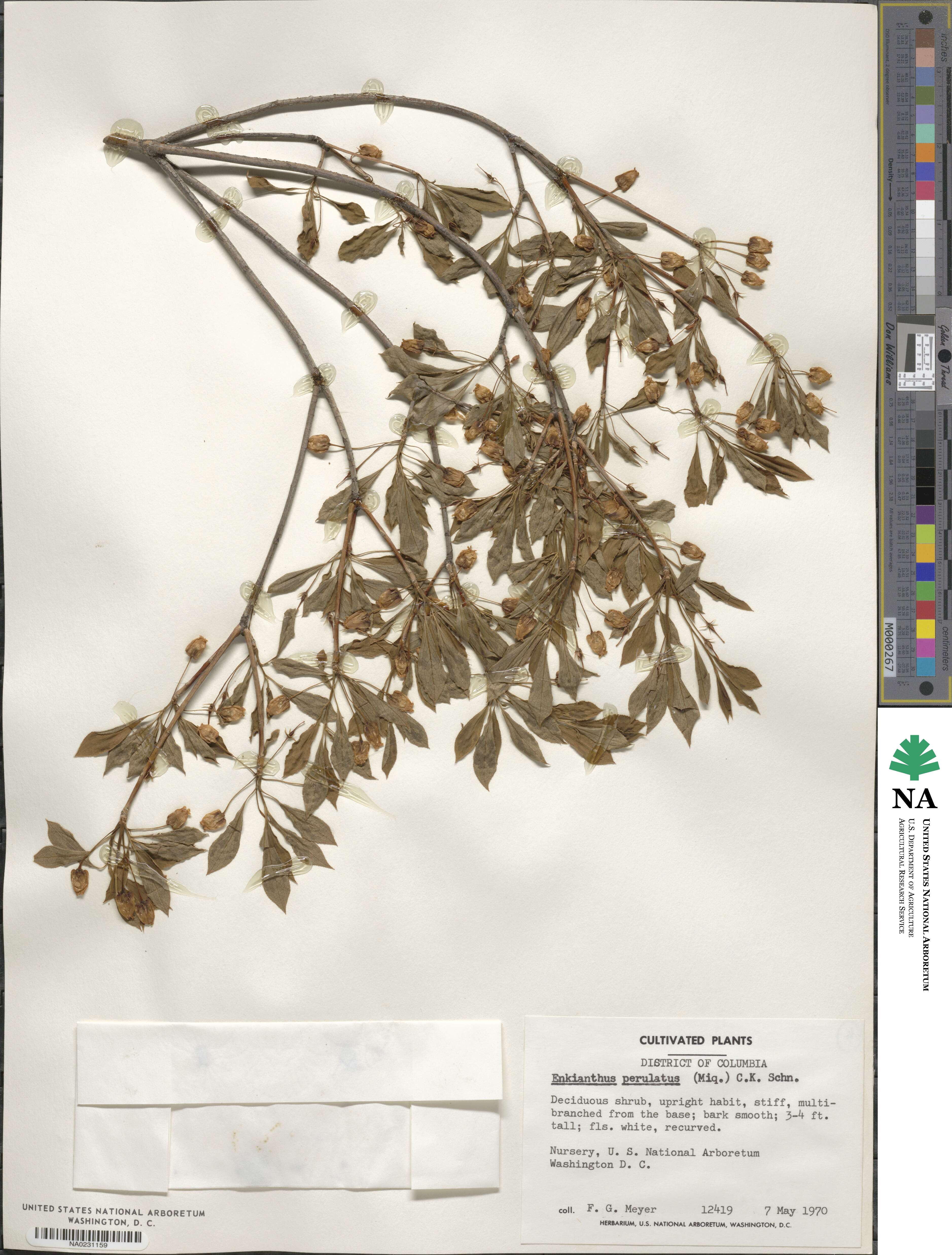 Enkianthus perulatus image
