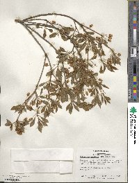 Enkianthus perulatus image