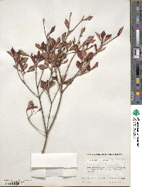 Enkianthus perulatus image