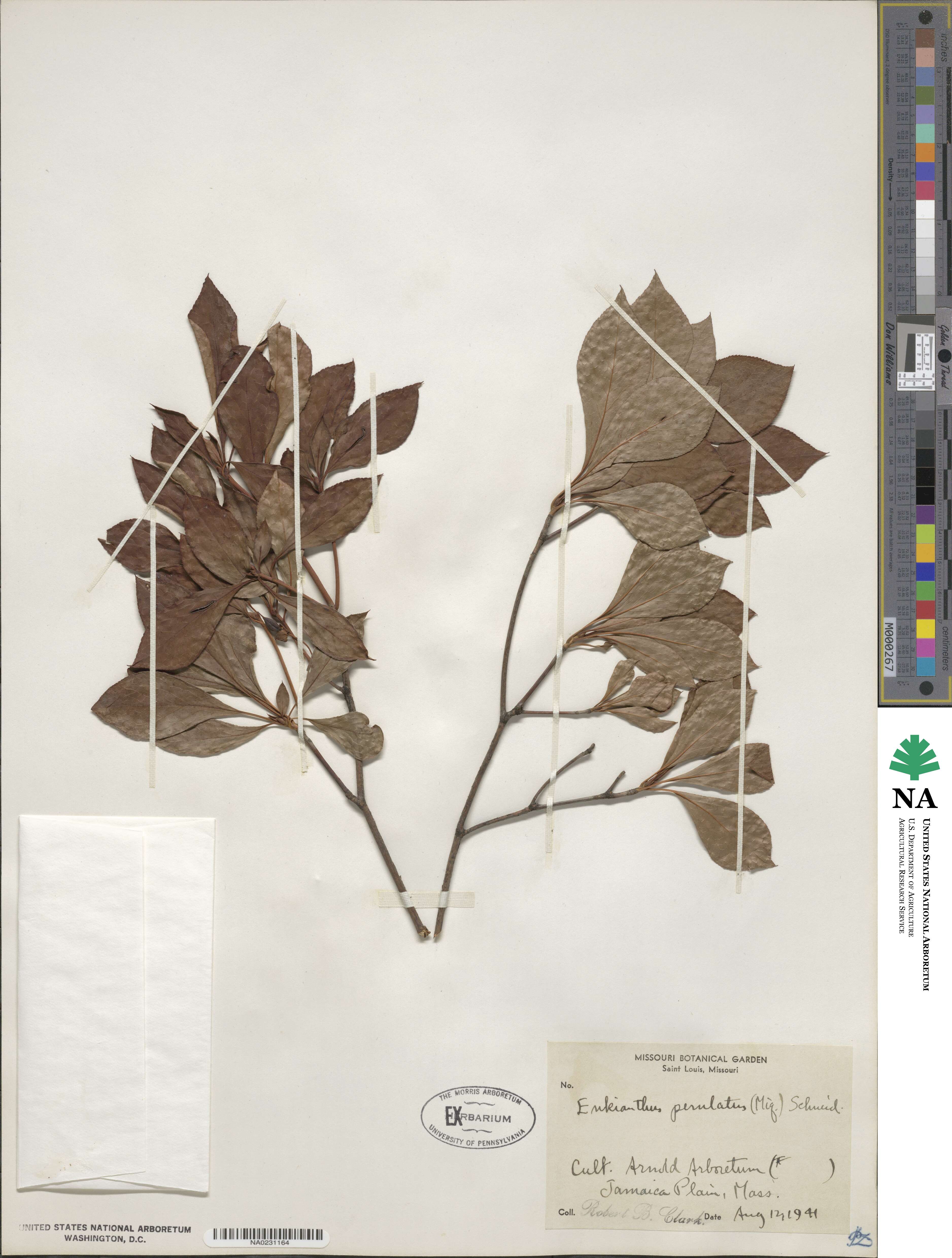 Enkianthus perulatus image