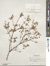 Enkianthus perulatus image