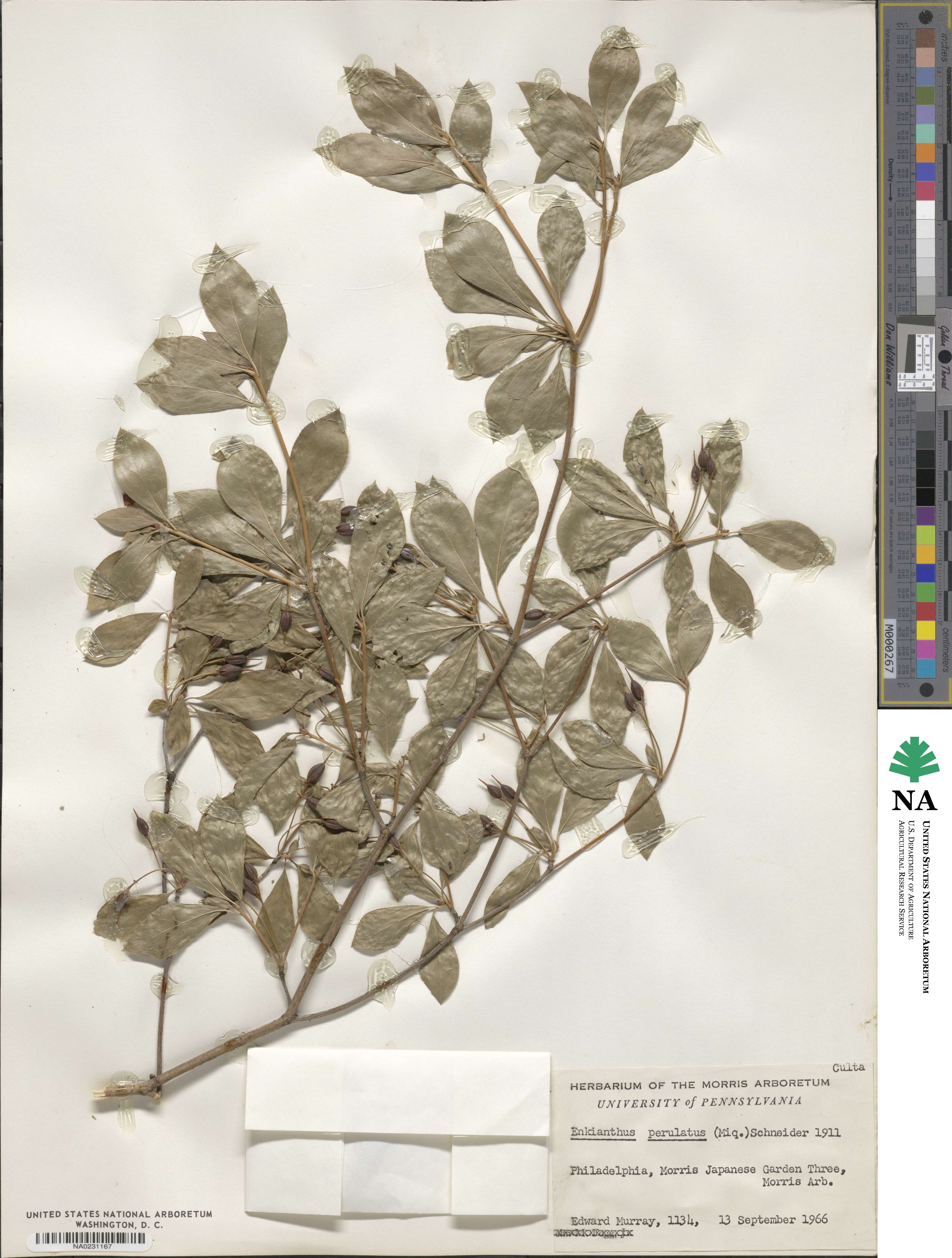 Enkianthus perulatus image